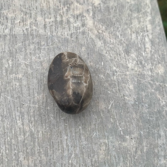 Petoskey stone - Picture 5 of 7